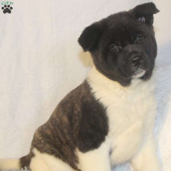 Max, Akita Puppy